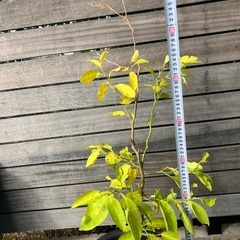 レモンの木の画像