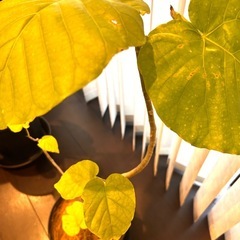 観葉植物　　　ウンベラーダ(曲げ)の画像