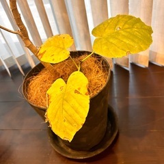 観葉植物　　　ウンベラーダ(曲げ)の画像