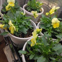花苗「よく咲くスミレ・レモネード」2株