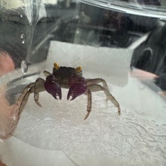 バンパイアクラブ　蟹　カニ　飼育セットの画像
