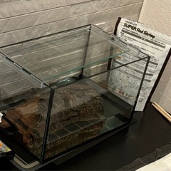 バンパイアクラブ　蟹　カニ　飼育セットの画像