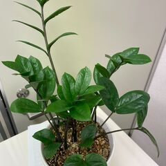 観葉植物　ザミフォーリアの画像
