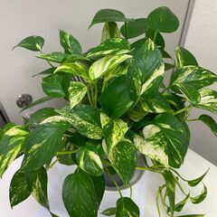 観葉植物　ポトス　２鉢の画像