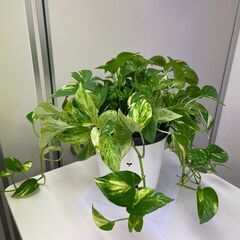 観葉植物　ポトス　２鉢の画像