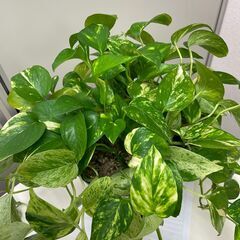 観葉植物　ポトス　２鉢の画像