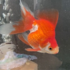 金魚　琉金※写真追加の画像