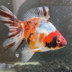 金魚　キャリコ琉金※写真追加 の画像