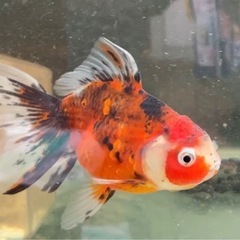 金魚　東錦※写真追加の画像