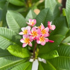 プルメリア の画像
