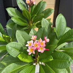 プルメリア の画像