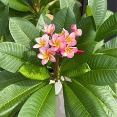 プルメリア の画像