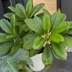 プルメリア の画像