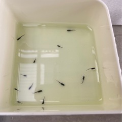 お取引中🔴オロチ  稚魚12匹  真っ黒でかっこいいめだか 強い 育てやすい 初心者の方におすすめの画像