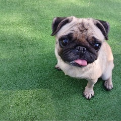 Instagramにて里親様決定 パグ ♀