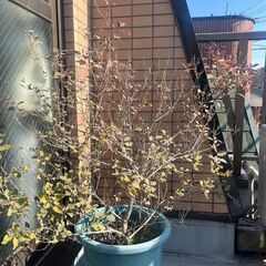 セイヨウニンジンボク（プルプレア）の画像