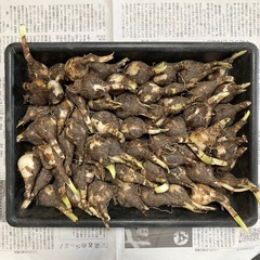 ☆スズランスイセン 球根 スノーフレーク 50球ぐらいの画像