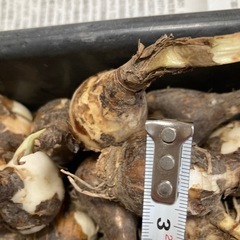 ☆スズランスイセン 球根 スノーフレーク 50球ぐらいの画像