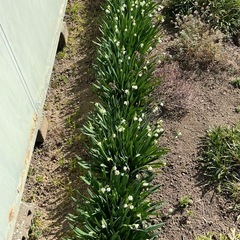 ☆スズランスイセン 球根 スノーフレーク 50球ぐらいの画像