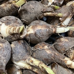 ☆スズランスイセン 球根 スノーフレーク 50球ぐらいの画像