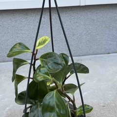 観葉植物　ペペロミア　オブツシフォリア その②の画像