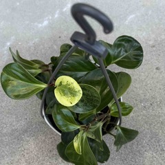 観葉植物　ペペロミア　オブツシフォリア その②の画像