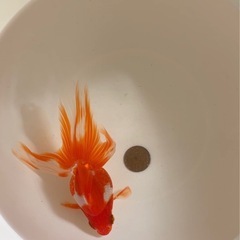 金魚　琉金
の画像