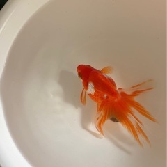 金魚　琉金
の画像