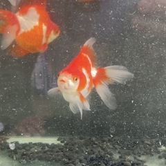 金魚　琉金
の画像