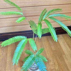 観葉植物　エバーフレッシュとガラス製鉢カバーの画像