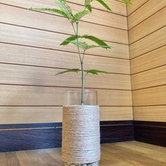 観葉植物　エバーフレッシュとガラス製鉢カバーの画像