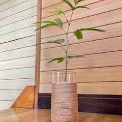 観葉植物　エバーフレッシュとガラス製鉢カバーの画像
