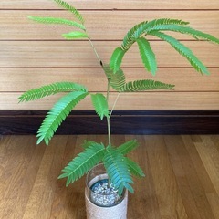 観葉植物　エバーフレッシュとガラス製鉢カバーの画像