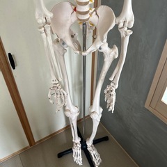 人体模型　骨模型　解剖学の画像