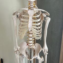 人体模型　骨模型　解剖学の画像
