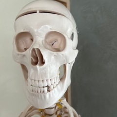 人体模型　骨模型　解剖学の画像