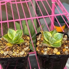 アガベポタトラム【三宅雷神】斑入りで綺麗なアガベの画像