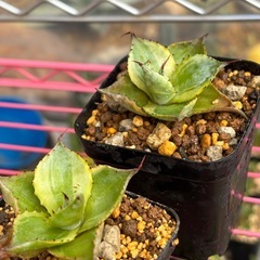 アガベポタトラム【三宅雷神】斑入りで綺麗なアガベの画像