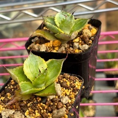 アガベポタトラム【三宅雷神】斑入りで綺麗なアガベの画像