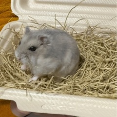 ジャンガリアンハムスターメス腫瘍もち