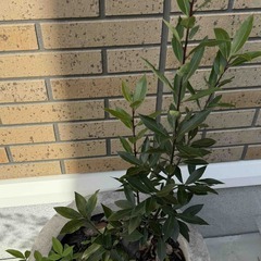 月桂樹　南天　FRPプランターごとの画像