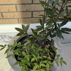 月桂樹　南天　FRPプランターごとの画像