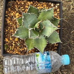 【超目玉】スーパーチタノタ悪魔君の子株一個だけ出ましたの画像