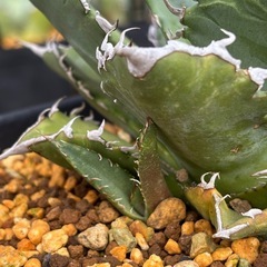 【超目玉】スーパーチタノタ悪魔君の子株一個だけ出ましたの画像