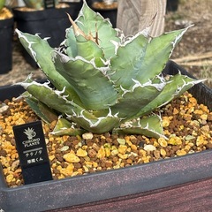 【超目玉】スーパーチタノタ悪魔君の子株一個だけ出ましたの画像