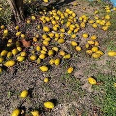 カリン🍋無農薬、無消毒^ - ^取り放題😀の画像