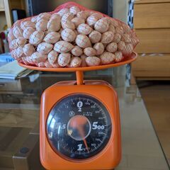 銀杏　京都の白峰神社と一部、堀川通り沿いのイチョウ並木の画像