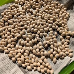 銀杏　京都の白峰神社と一部、堀川通り沿いのイチョウ並木の画像