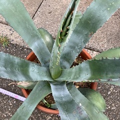 アガベの画像
