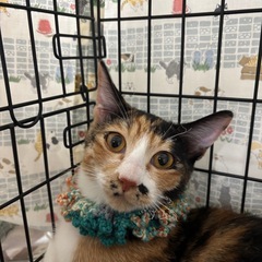 ☘️動画付💖おひざ大好き甘えん坊ニャン💖ベニちゃん良縁募集中✨